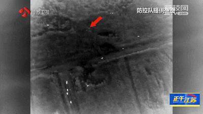300斤大野猪被迅速捕猎！南京老山里有一队“野猪赏金猎人”